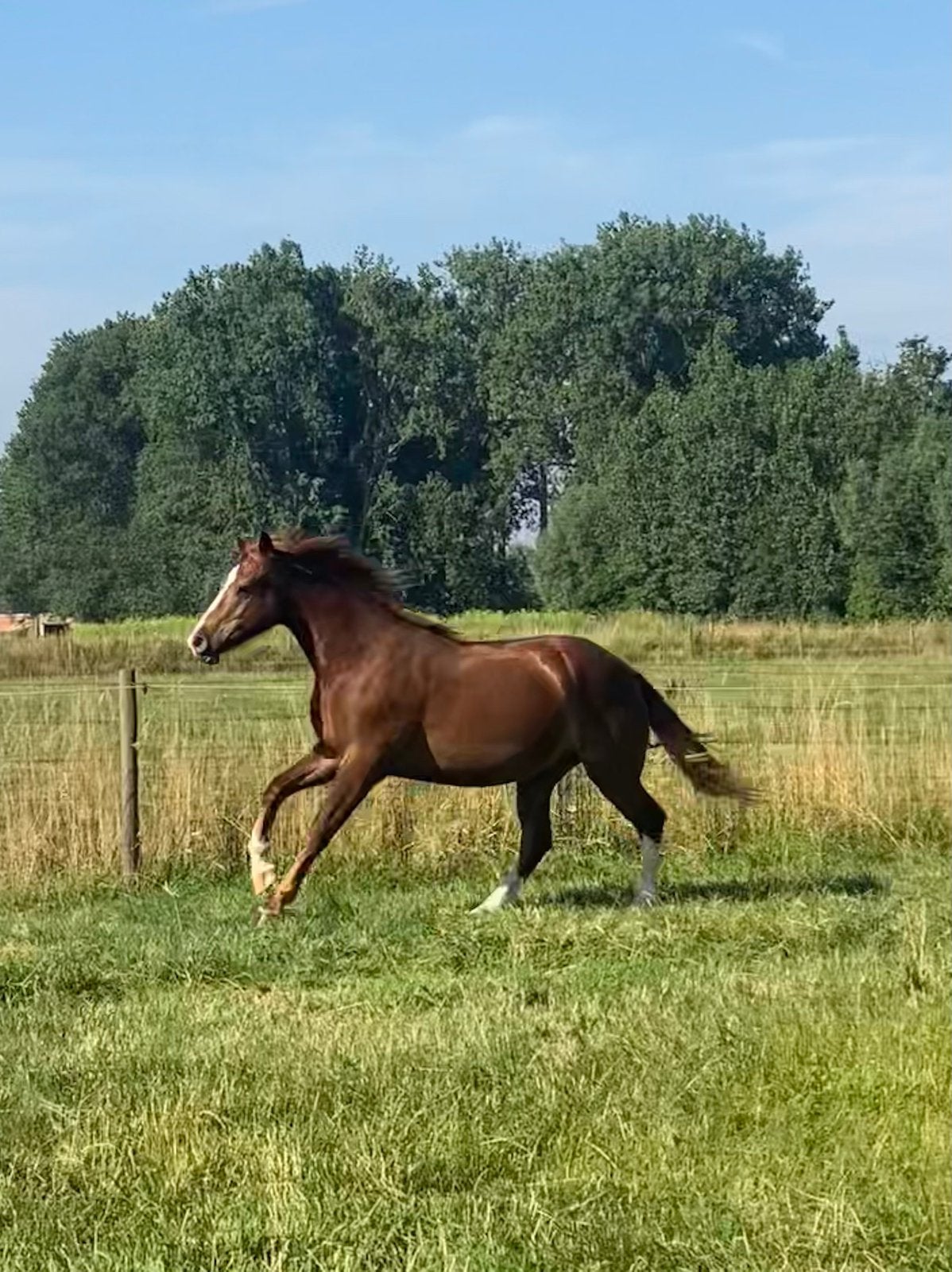 Franches-Montagnes, Freiberger, Dieren en Toebehoren, Minder dan 160 cm, Met stamboom, Ruin, 0 tot 2 jaar