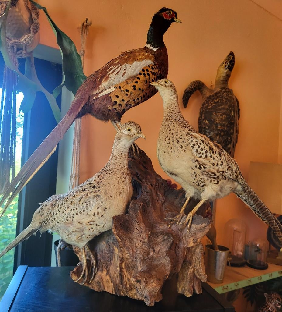 Taxidermie: prachtige opstelling van 3 fazanten, Ophalen