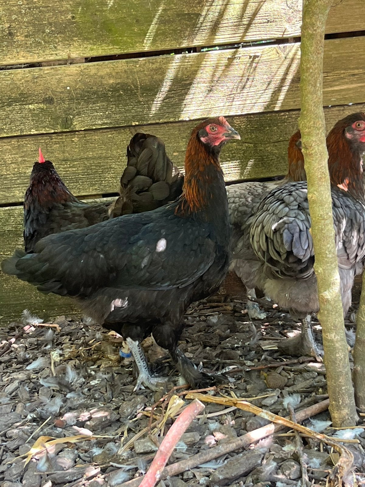 Koppel marans, Dieren en Toebehoren