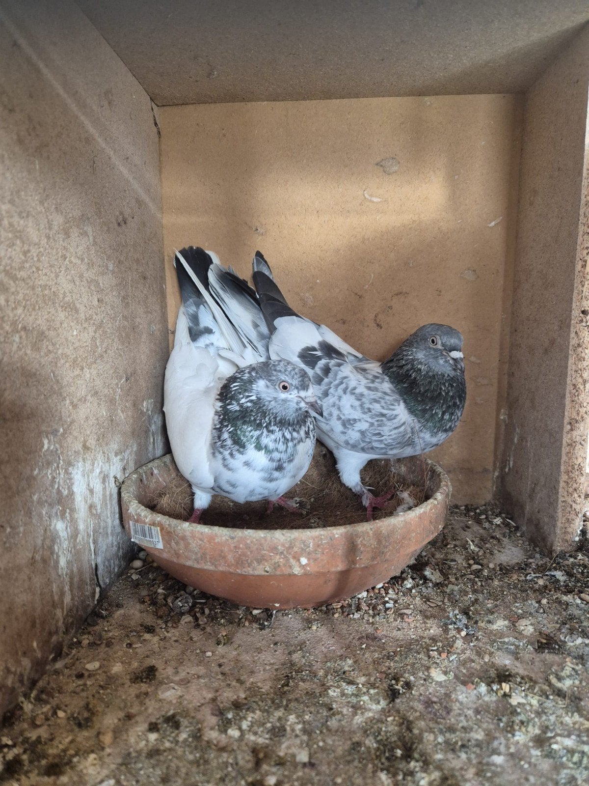 35€ kopel pakistan hoogvliger, Dieren en Toebehoren, Vogels | Duiven