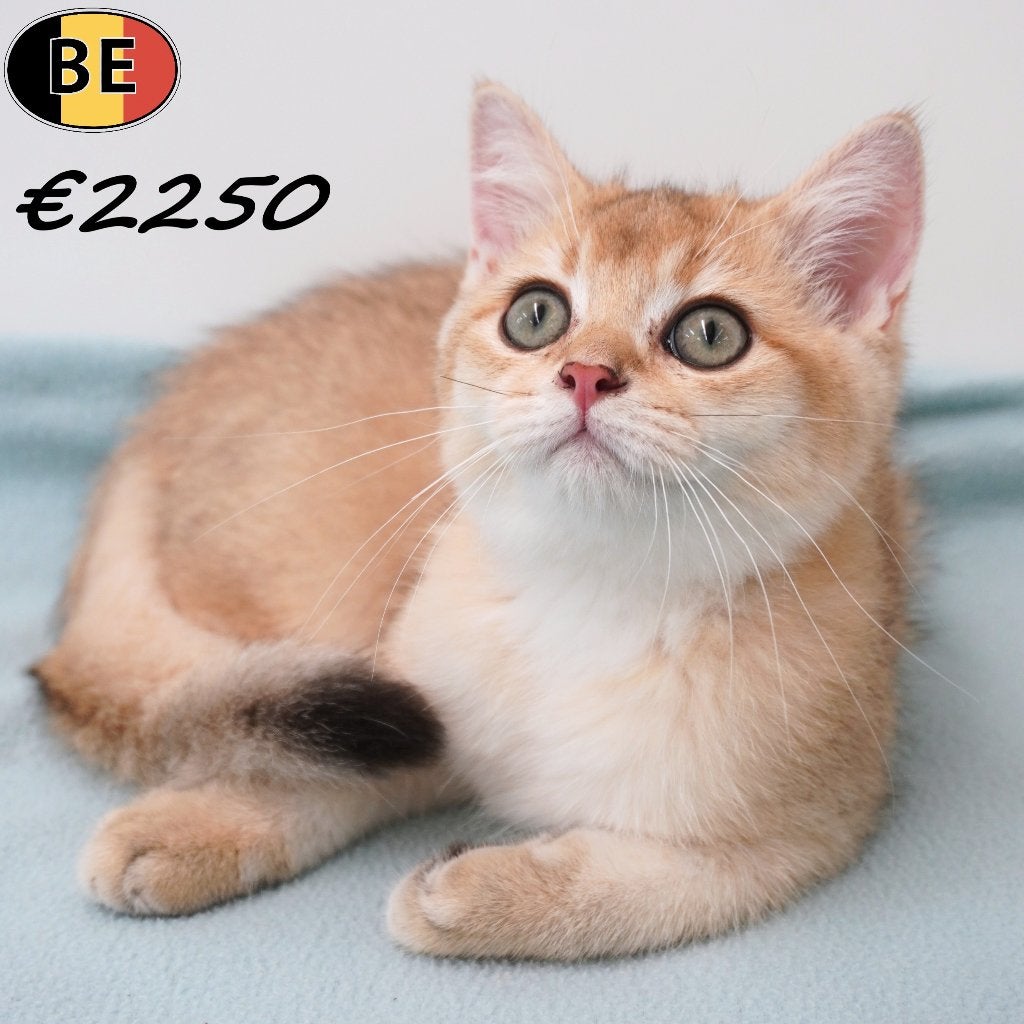 chatons British Shorthair (Chinchilla Gold) mâles à vendre, Chat, Avec puce électronique, 0 à 2 ans