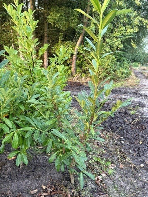 Paplaurier Prunus rotundifolia 100/125 Port 1.5L, Tuin en Terras, Ophalen, Laurier, Haag
