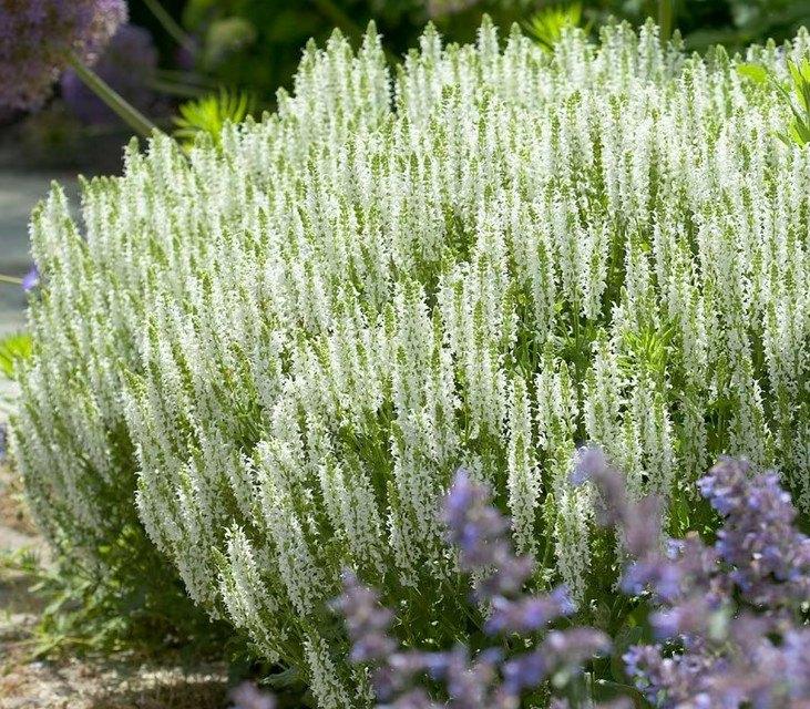 Salvia Shneehugel, Ophalen, Zomer, Vaste plant