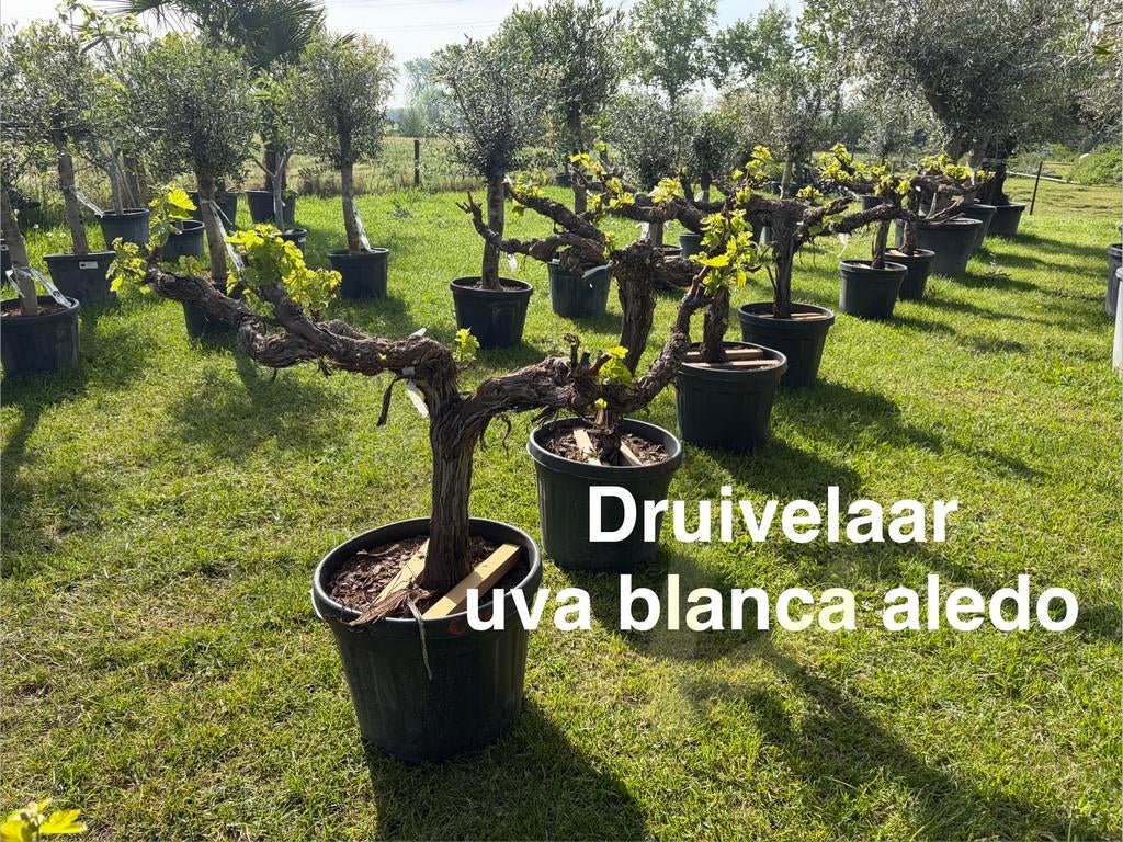 ‼️Druivelaar (witte druiven)‼️ bij PROMOplant, Jardin & Terrasse, Plantes | Arbres fruitiers, Enlèvement