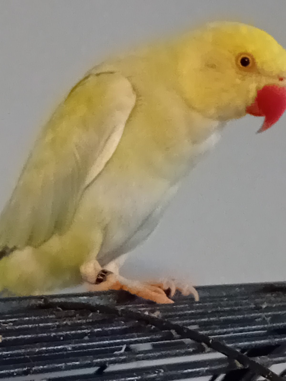 Halsband jaar oud, Dieren en Toebehoren, Vogels | Parkieten en Papegaaien