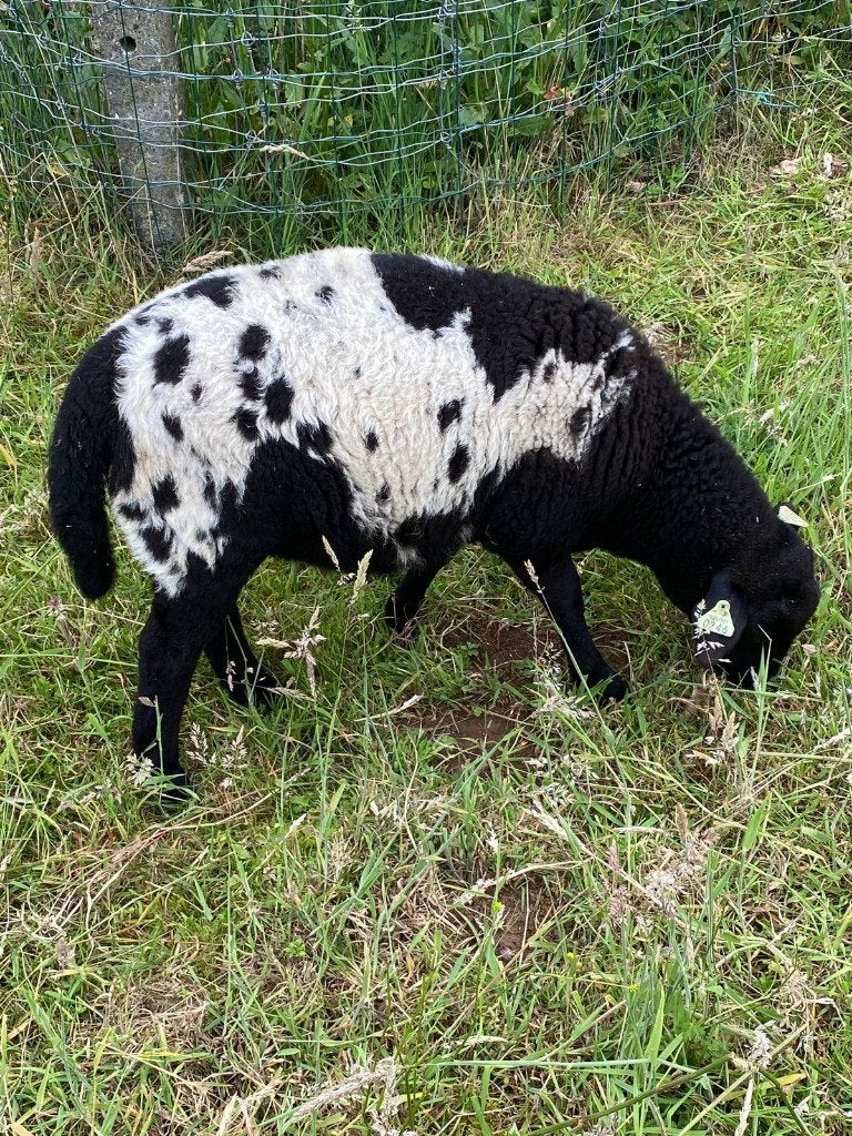 Ramlammeren met mooie tekening te reserveren, Mannelijk, Schaap, 0 tot 2 jaar