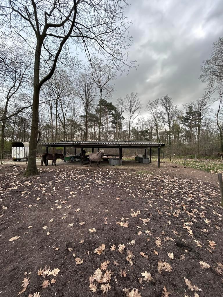 Grote schuilstal 8 x 14 incl. Verlichting, Stalling, 4 paarden of pony's of meer