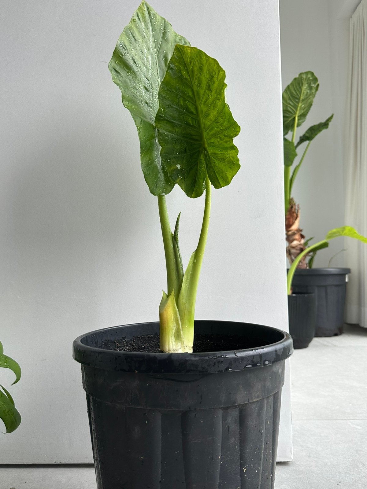 Alocasia (olifantsoor) 60cm, Tuin en Terras, Ophalen