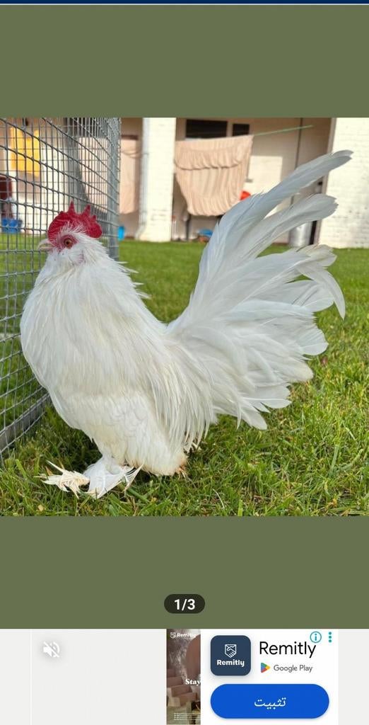 Mooie kippen - het is te koop, Dieren en Toebehoren, Pluimvee, Meerdere dieren