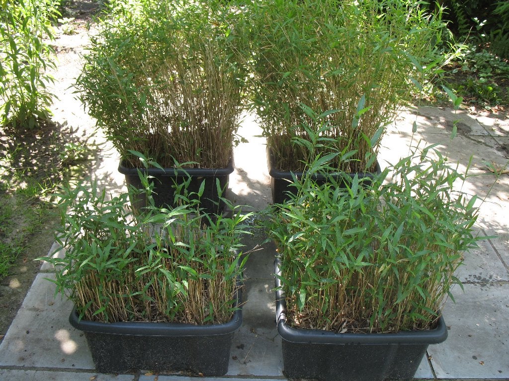 Bamboe Pleioblastus Pygmaeus var. distichus ,wintergroen, Tuin en Terras, Planten | Tuinplanten, Ophalen
