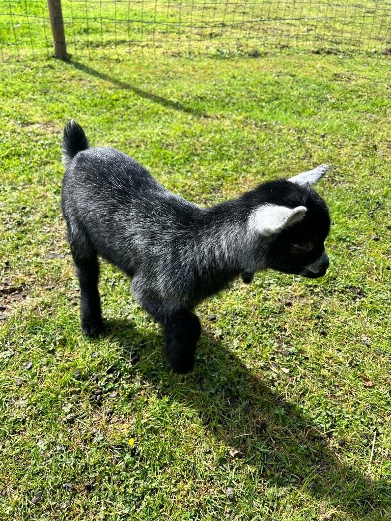 dwerggeiten, Dieren en Toebehoren, Vrouwelijk, Geit, 0 tot 2 jaar
