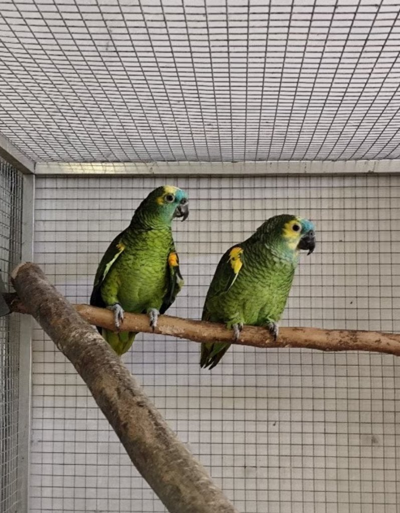 Couple amazone front bleu, Animaux & Accessoires