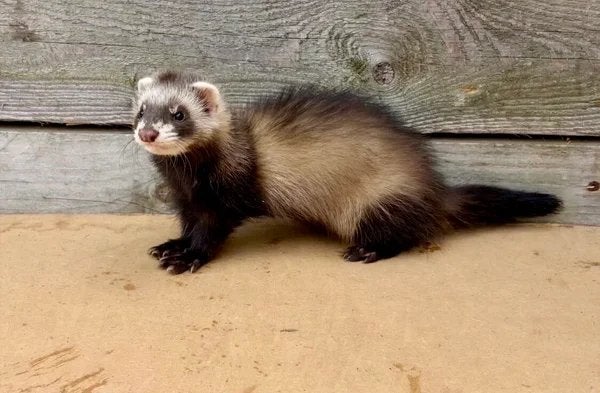 Jonge mannelijke fretten sabel (fretten), Dieren en Toebehoren, Knaagdieren, Vrouwelijk, Fret, Mei, Tam