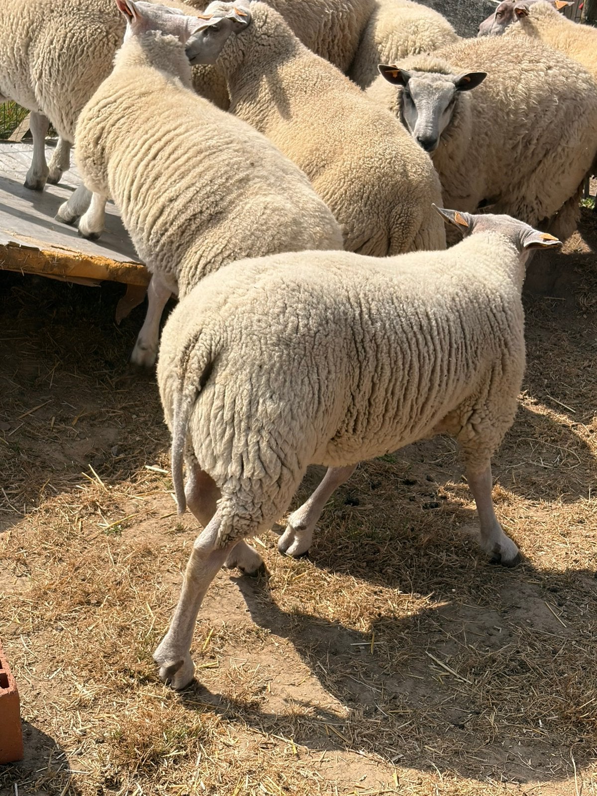 Dek/slachtbokken, Dieren en Toebehoren, Schapen, Geiten en Varkens, Mannelijk, Schaap