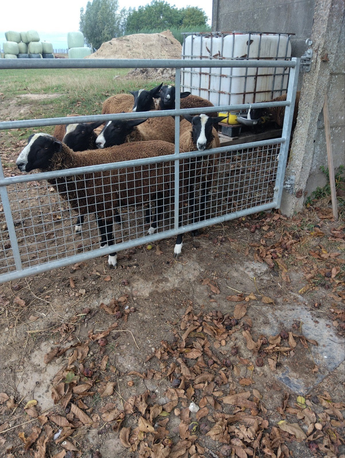 zwartbles ram, Dieren en Toebehoren