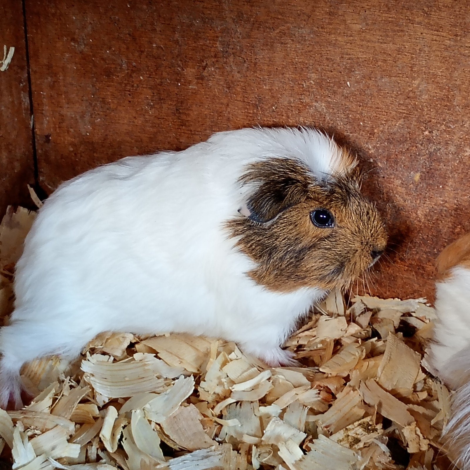 cavia, Dieren en Toebehoren, Knaagdieren, Juni, Cavia