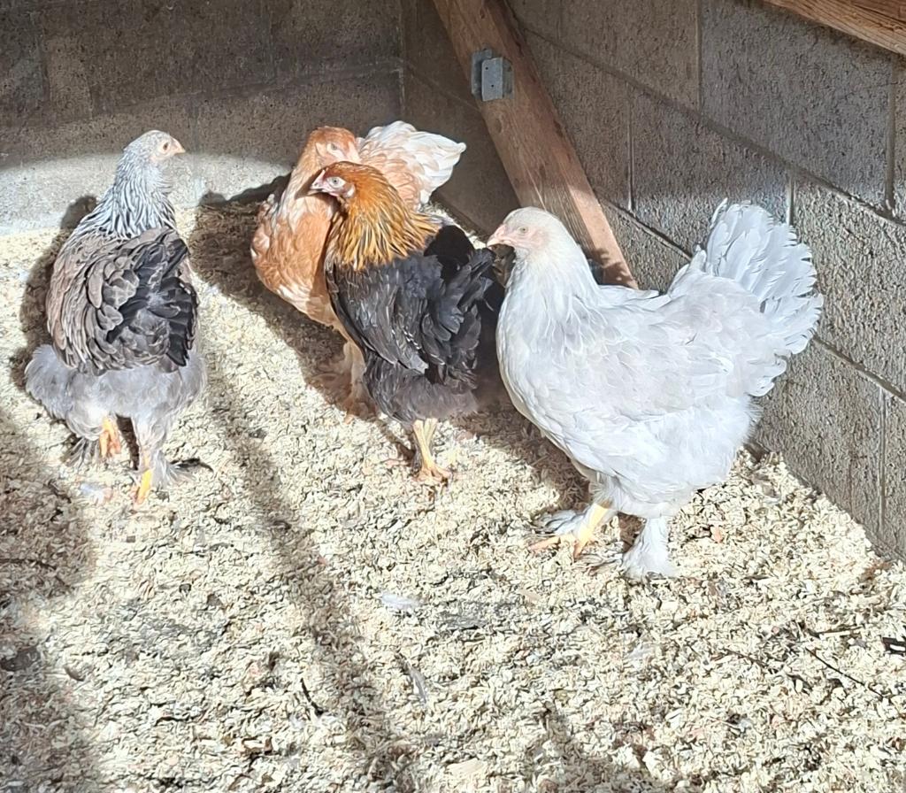 Brahma, Meerdere dieren, Kip