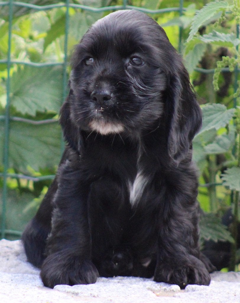 Engelse Cocker pups, België, CDV (hondenziekte), 8 tot 15 weken, Meerdere