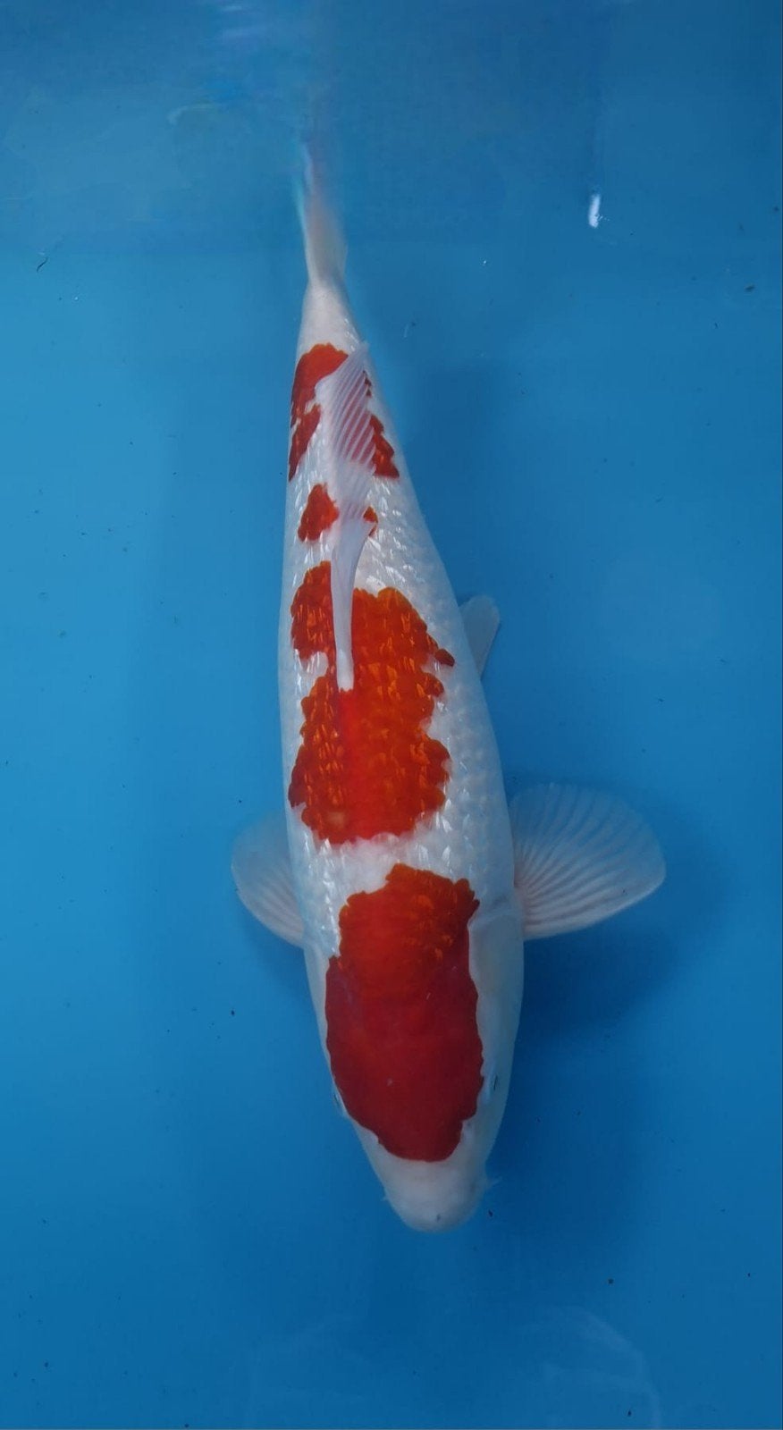 Japanse koi