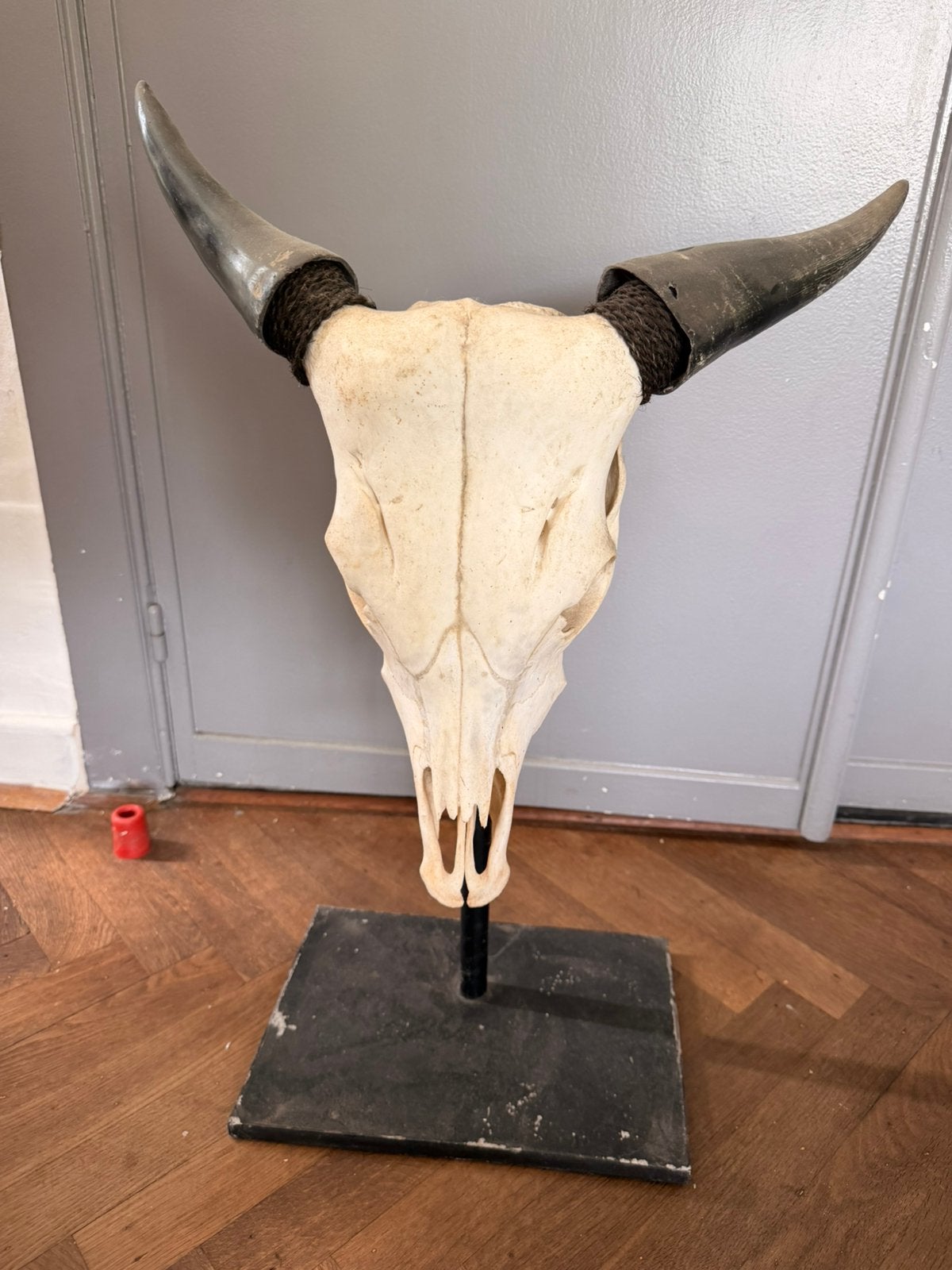 Buffelschedel op staander, Ophalen of Verzenden, Zo goed als nieuw
