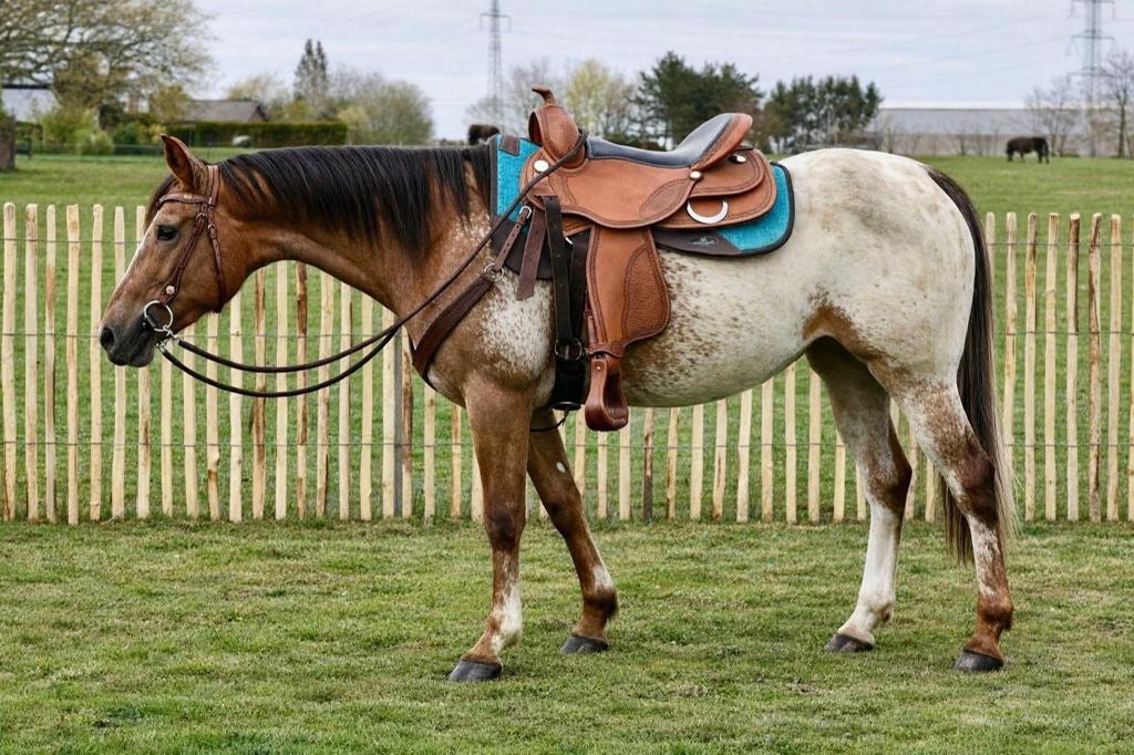 Super Super mooie brave appaloosa merrie., Dieren en Toebehoren, Paarden, Merrie, M