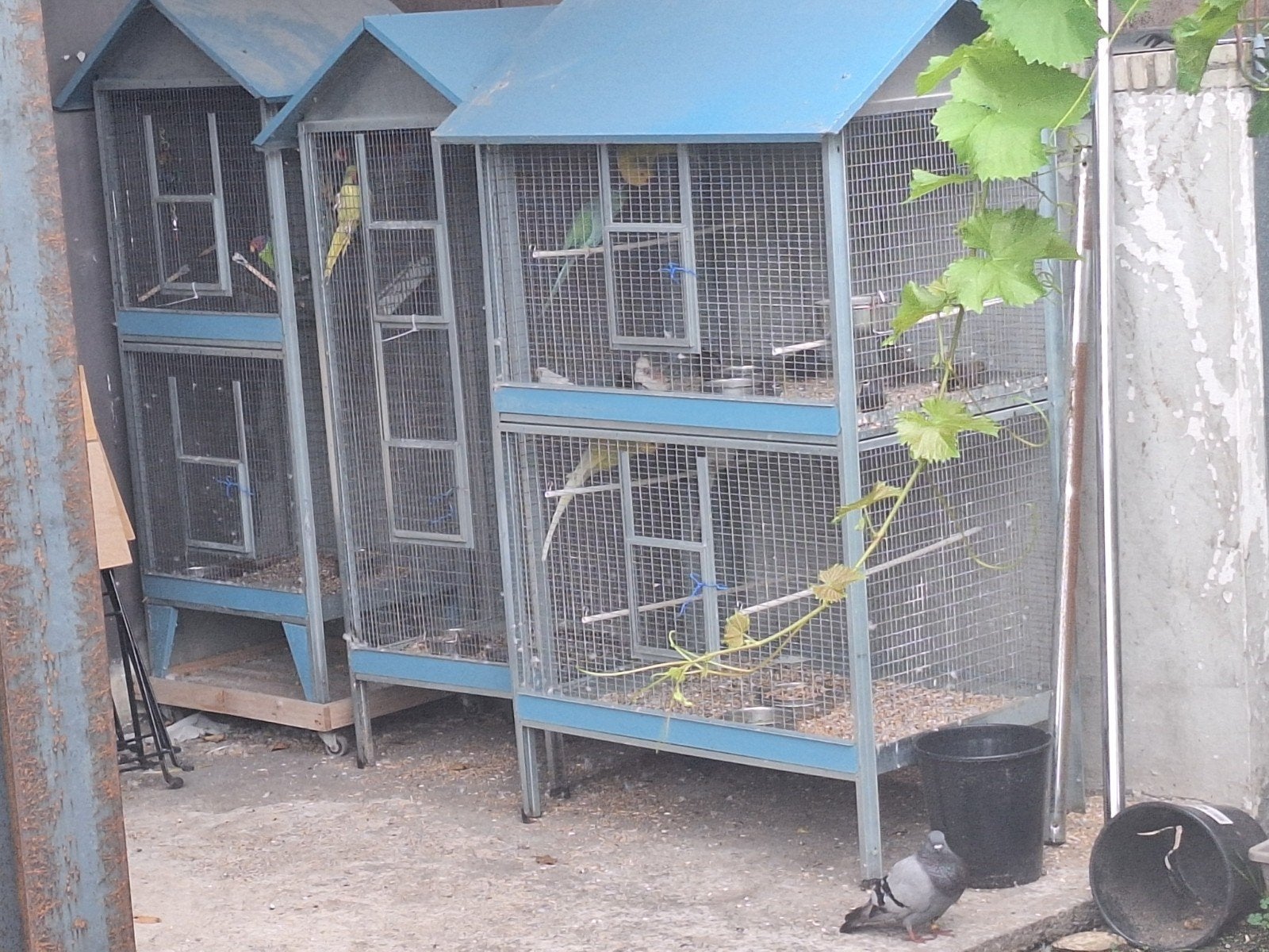 3 kooien met vogels, Ophalen