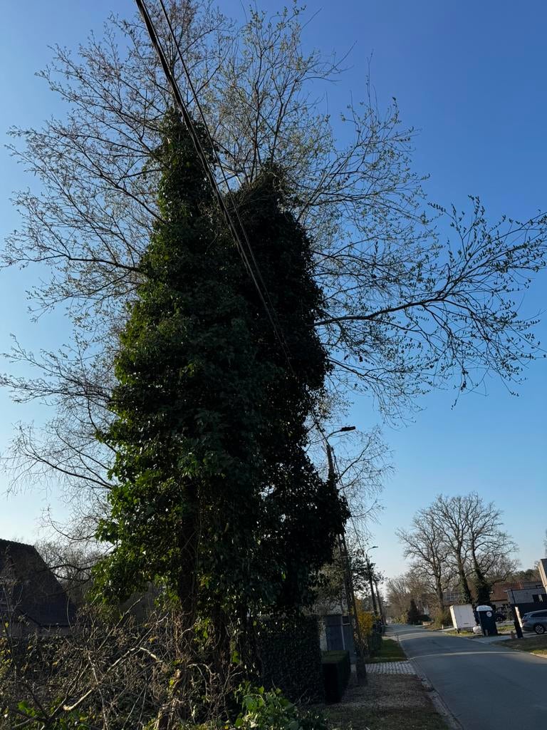 Gratis hout - 3 stammen om te doen, Ophalen