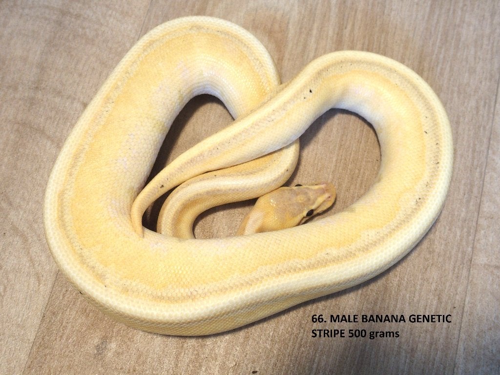 Koningspythons half en volwassen kweekdieren deel 3 Ball Python photo 18