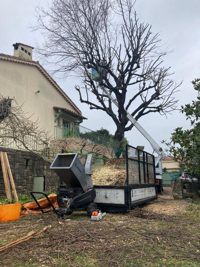 Elagage batage d’arbres taille des haies, Services & Professionnels