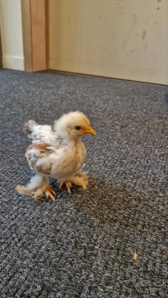 Cochin kuikens, Dieren en Toebehoren