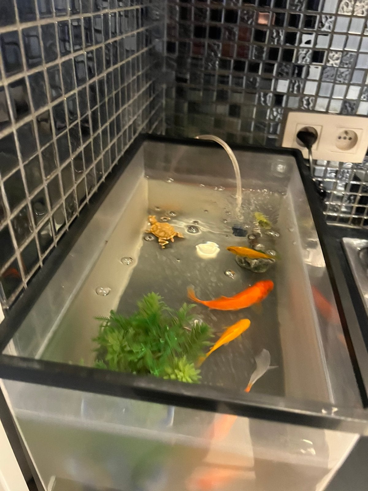 vissen incl alles goedkoop!, Dieren en Toebehoren