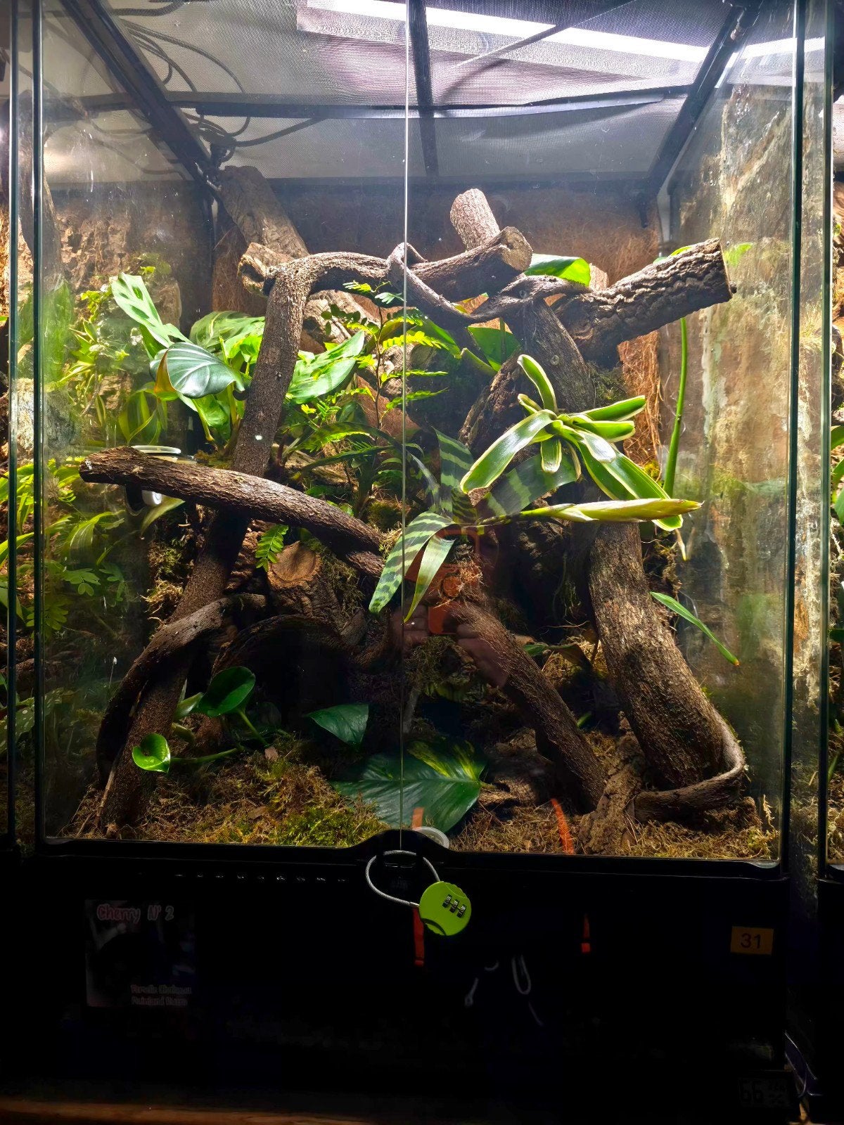 Exo Terra 60x45x90 Bio-actieve beplante Jungle + bewoner!, Ophalen, Zo goed als nieuw, Terrarium of Paludarium