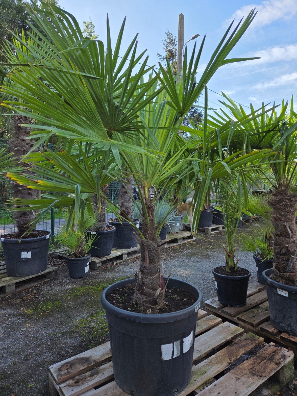 Winterharde palmboom Trachycarpus Fortunei, Ophalen, Halfschaduw, Palmboom