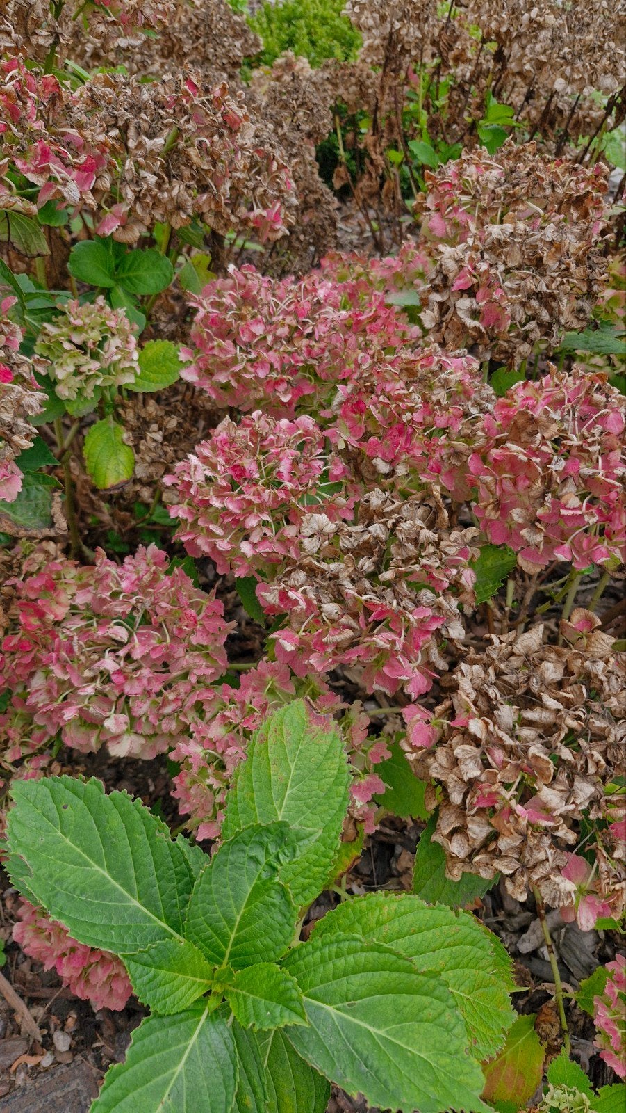 Hortensia's, Ophalen, Halfschaduw