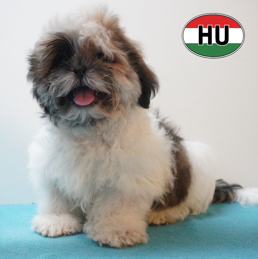 Shih Tzu, pups te koop, Dieren en Toebehoren, Honden | Chihuahua's en Gezelschapshonden, Meerdere dieren, Overige rassen, Handelaar