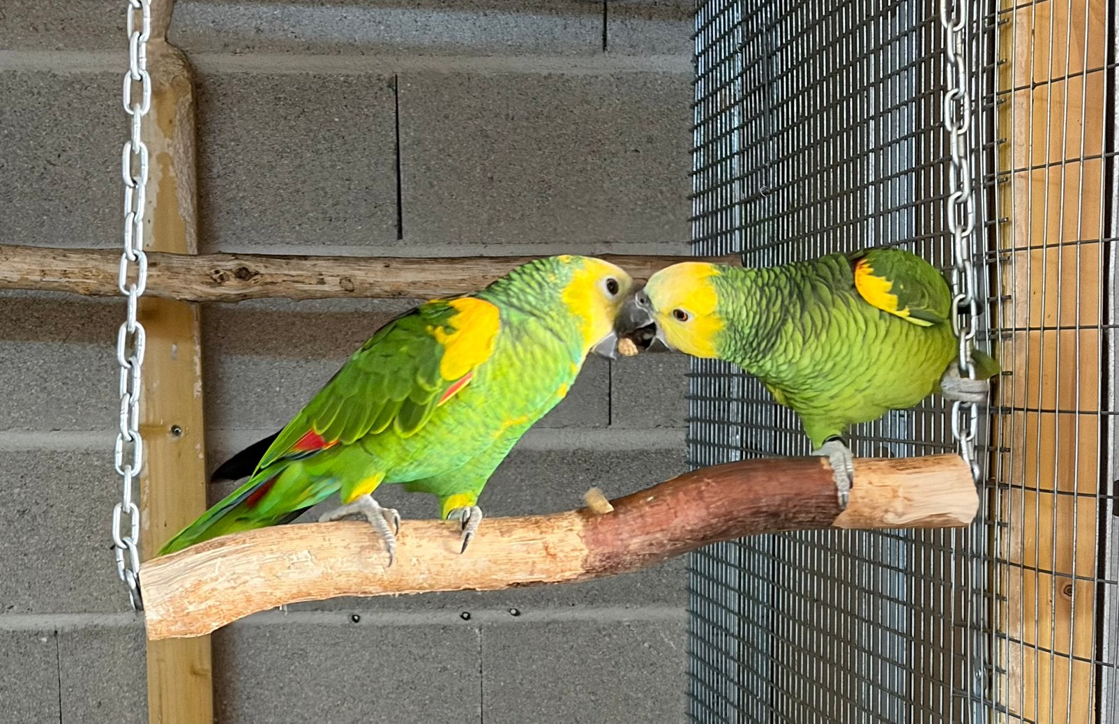 Couple amazones, Animaux & Accessoires