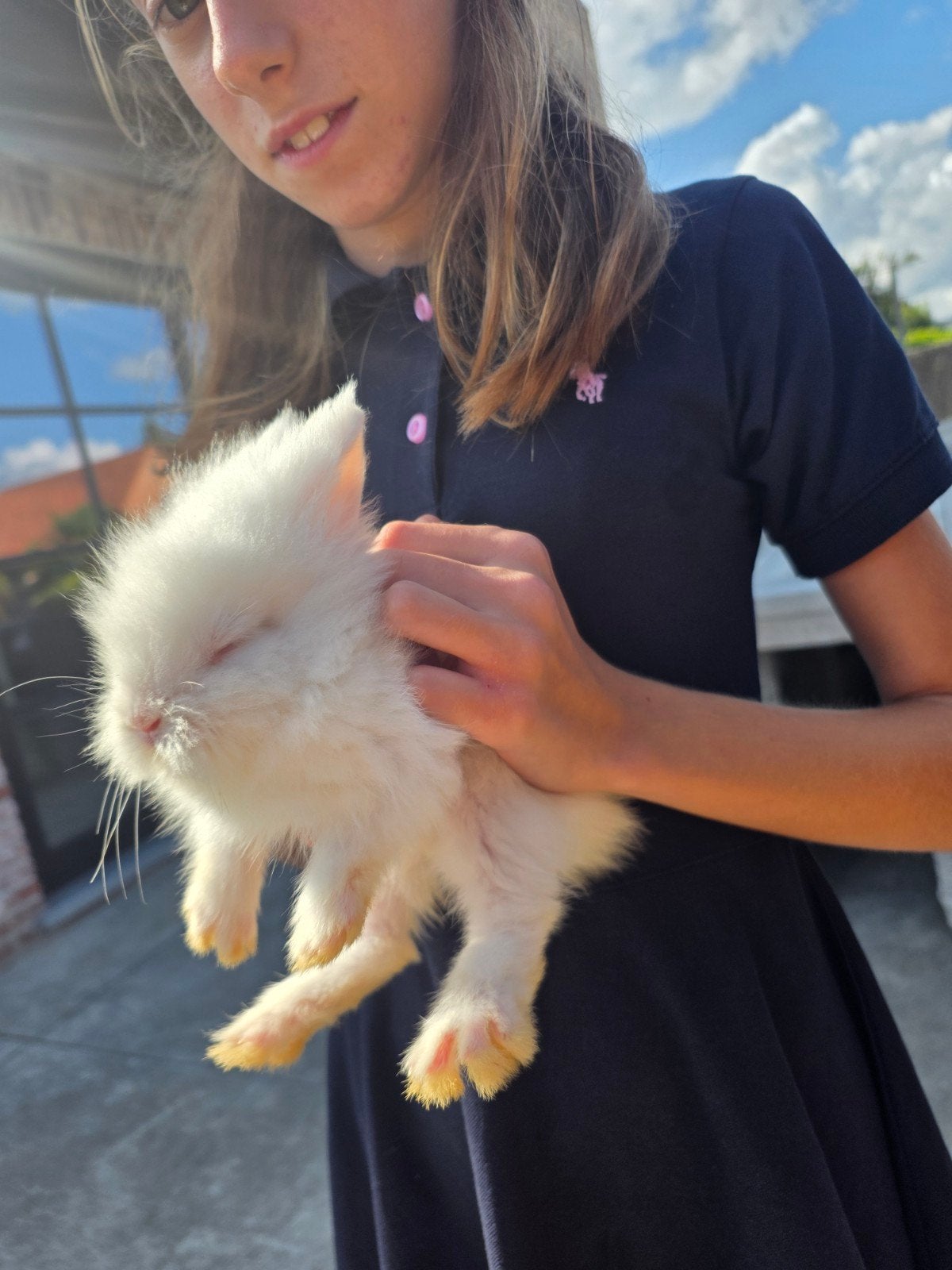 kleine konijntje te koop, Meerdere dieren, Klein, 0 tot 2 jaar