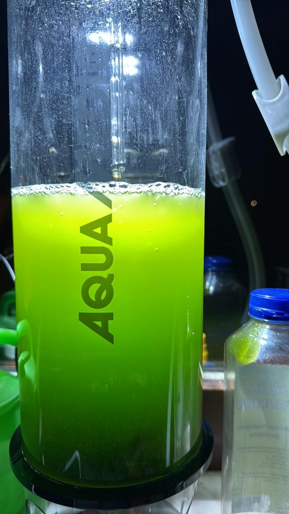 Verse levende Phytoplankton, Dieren en Toebehoren, Ophalen, Nieuw, Overige typen