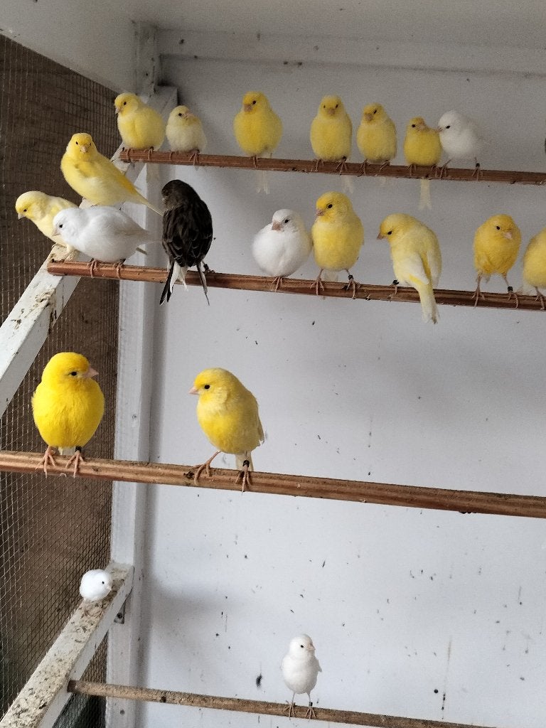 Kanaries, Dieren en Toebehoren, Meerdere dieren, Zangkanarie