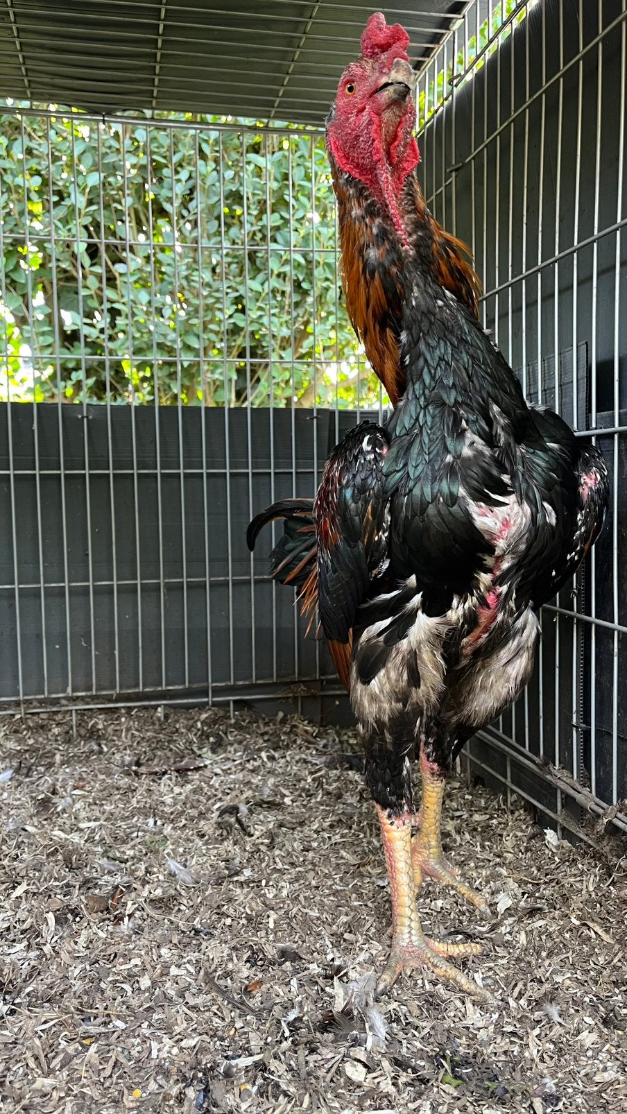Coq Shamo