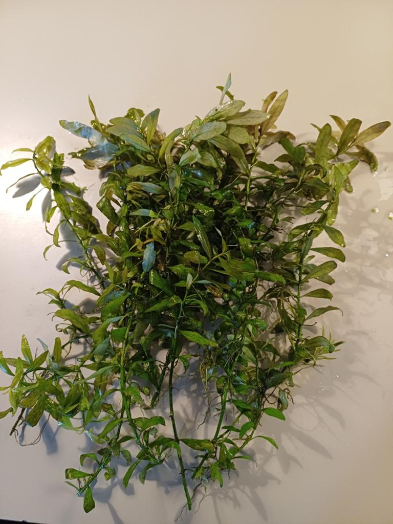 Belgisch groen (Hygrophila polysperma), Enlèvement