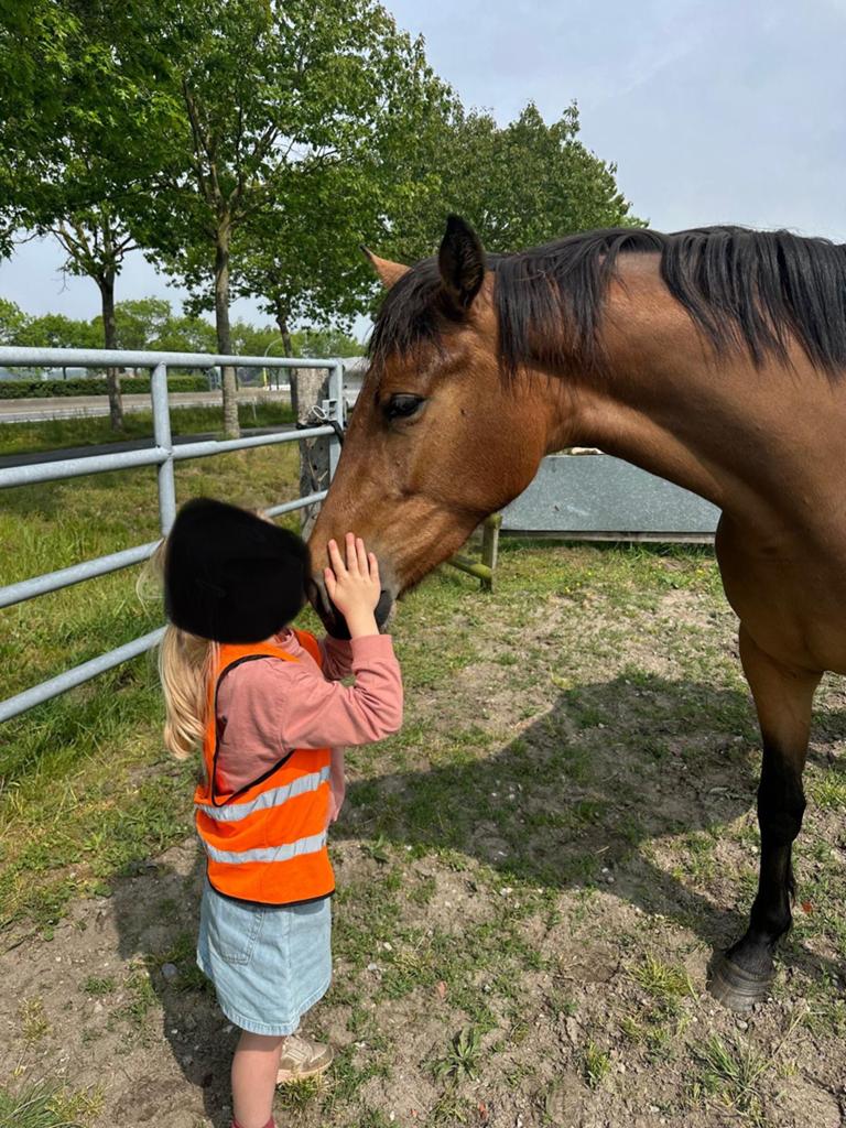3-jarige spring gefokte merrie, Dieren en Toebehoren, Paarden, Merrie, 3 tot 6 jaar