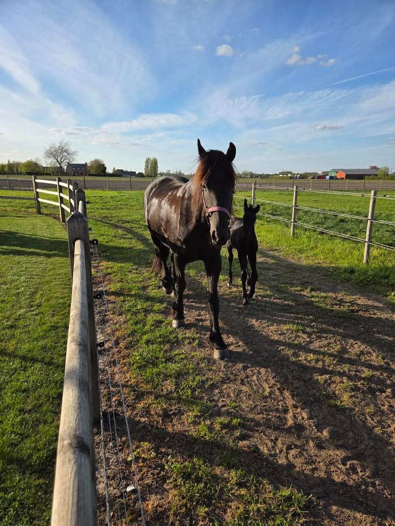 Weide gezocht, Dieren en Toebehoren