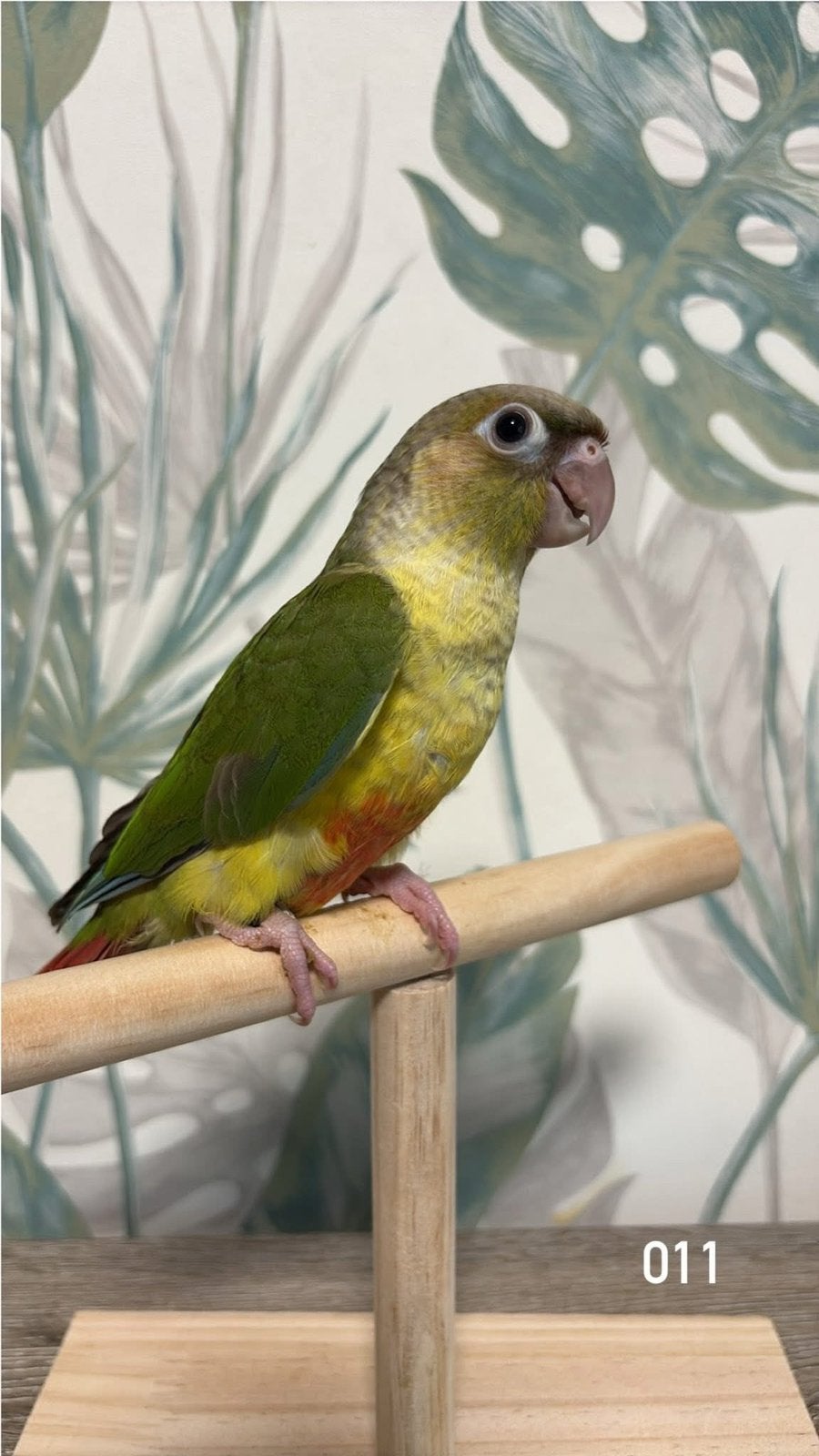Conure