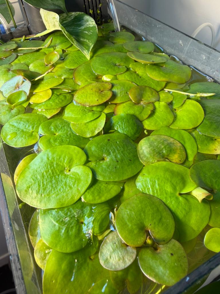 Amazonian Frogbits/Kikkerbeet drijfplant, Enlèvement, Comme neuf