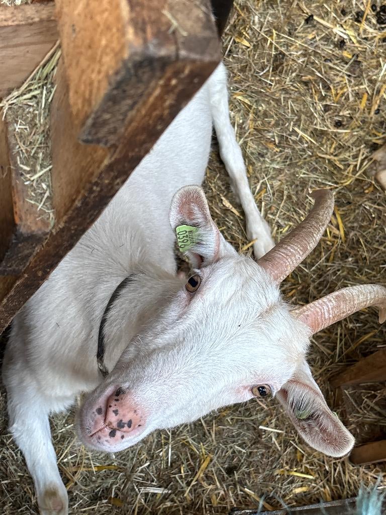 Melkgeiten Saanen en Nubisch, Femelle, Chèvre, 3 à 5 ans