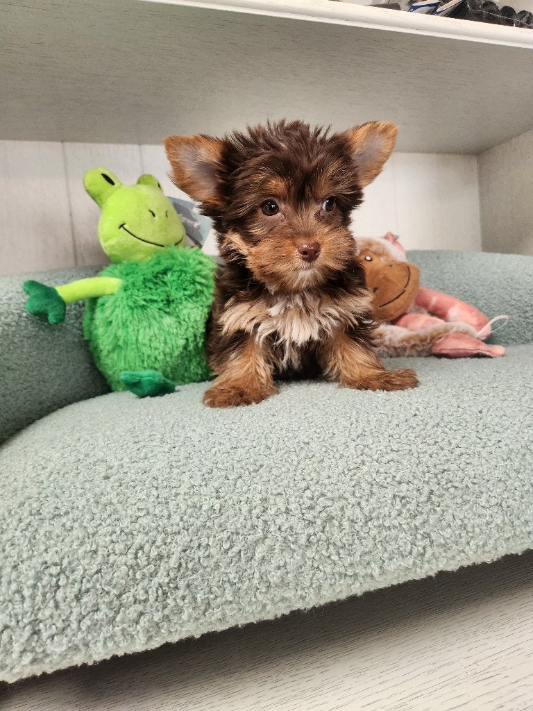 Yorkshire terrier Reutje CHOCO, België, 8 tot 15 weken, Meerdere dieren, Eén hond