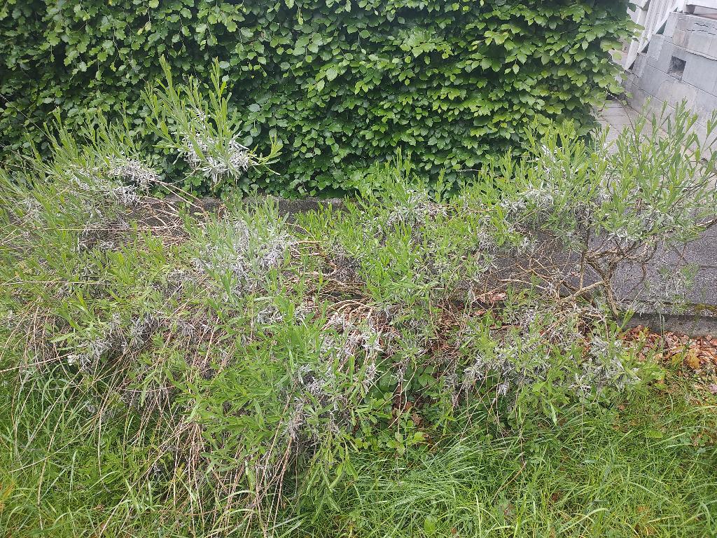 Uitgegroeide lavendel, Ophalen, Volle zon, Vaste plant, Kruiden