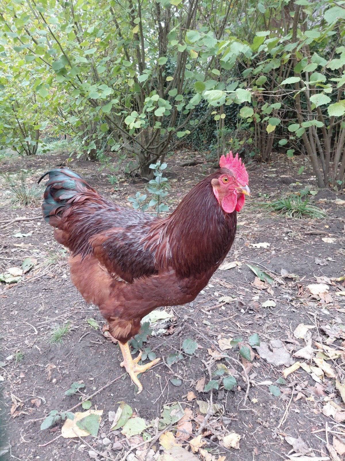 Rhode Island haan, Dieren en Toebehoren
