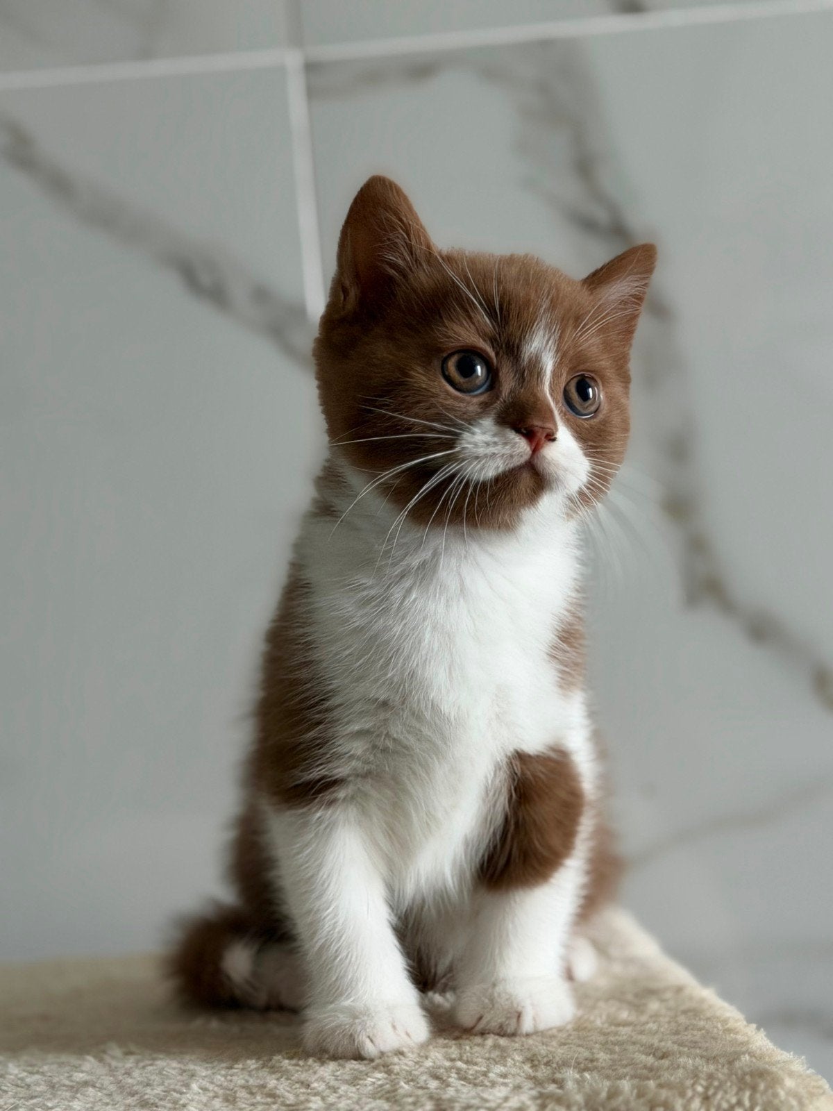 Charmant chocolate-wit bicolor 2 katertjes, Dieren en Toebehoren, Kater, Met stamboom, 0 tot 2 jaar